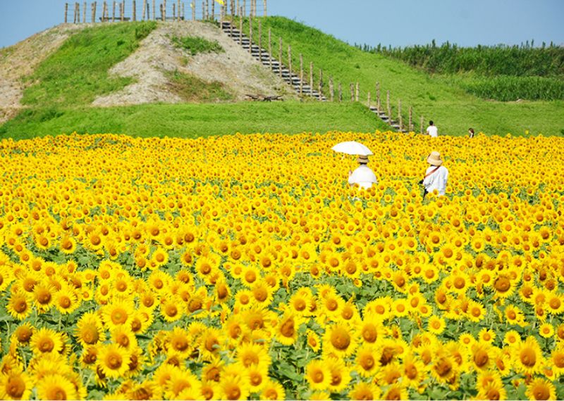 Yanagawa Sunflower Garden