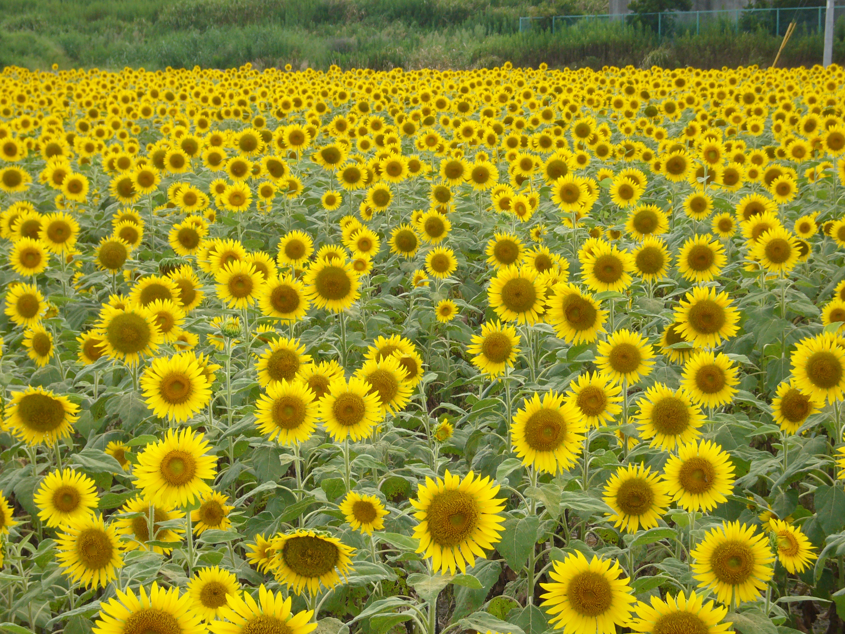 ひまわり園（Yanagawa Sunflower Festival）